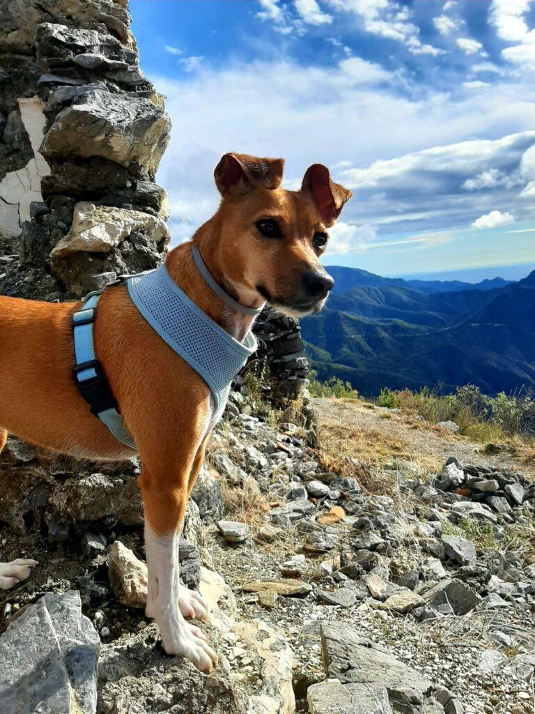 Hond Lulu met een blauw jasje in de bergen van Malaga